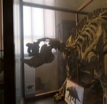 4.1.1 Quaternaire Pleistocène Inférieur Calabrien Scelidotherium Bologne Museo Capellini