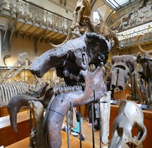 3.4 Miocène Denotherium Giganteum Paris MHN