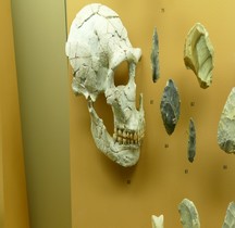 0 Hominidés 1.3.3 Paléolithique Moyen Homo Sapiens Neanderthalensis  Chastelperronien Pierrette Homme  St Cesaire SGL