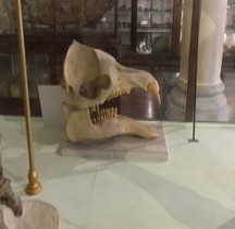 3.4.2 Miocène Moyen Serravalien Titanocetus Sammrinensis Bologne Museo Capellini