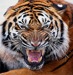 tigre81.jpg