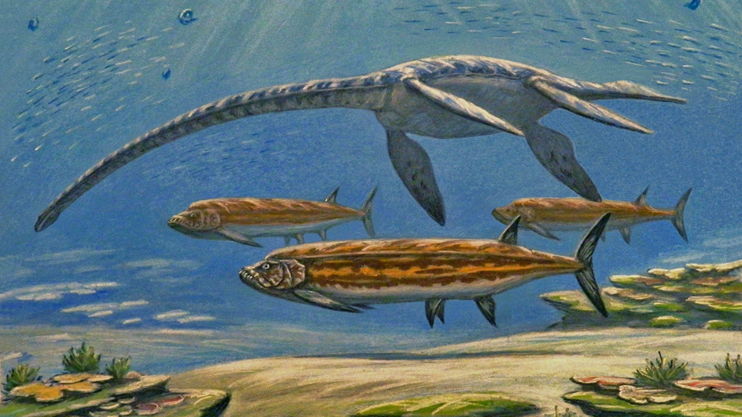 2 3 1 Cr tac Superieur C nomanien Xiphactinus Audax Paris MHN 2 3 1 Cr tac Superieur C nomanien Xiphactinus Audax Paris MHN